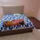 The White Sand Guest House, Naya Raipur - Fotografie 5