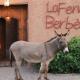 La Ferme Berbere, Marrakesch (Foto 4)