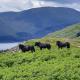Haweswater Cottage, Bampton (fotografie 4)