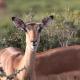 Indalu Game Reserve, Boggomsbaai (photo 7)