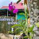 บ้านภูไผ่ ไร่ภูไผ่เบิกตะวัน, Ban Nam Phang - Fotografie 7