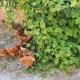 Ca La Miquela, Albagés (fotografie 10)