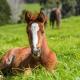 Hemel 'N Aarde Stud Hermanus - Fotografie 8