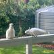 Getaway On Little, Daylesford (foto 4)