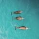 Pousada Três Coqueiros, Praia do Bananal - 写真 6