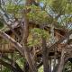 Antonio Beach Tree House Hotel & Spa, Uroa (fotografie 8)