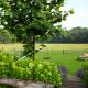 Heidehof Pension B & B, Elten (photo 7)