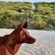 Native Dog Cabin, Bremer Bay - Fotografie 3