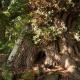 Queenies, an authentic Rural Style coastal cottage in a Nature Reserve, Farnham (fotografie 8)
