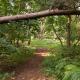 Cissys Cottage in a Nature Reserve, 7 minutes from Aldeburgh seafront, Farnham (zdjęcie 9)