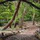 Cissys Cottage in a Nature Reserve, 7 minutes from Aldeburgh seafront, Farnham (zdjęcie 7)