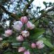 Bed en Breakfast In het Fruit, Zuidoostbeemster (foto 10)