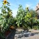 Moleside Cottage, Marden (foto 4)