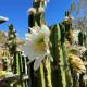 Verdin's Nest - Romantic Retreat with Hot Tub Under the Stars! home, Morongo Valley (zdjęcie 7)