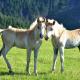 Haflinger Reiterhof Meura, Meura - Photo 4