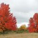 Chittenango Falls: HOUSE (3 bedrooms), Cazenovia (fotografie 5)