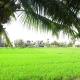 Hoang Y Homestay, Hội An - Photo 2
