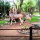 Bellamia Marloth Park - Photo 8
