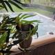 LA VILLA DE SENY , villa de charme avec jardin ,Piscine nature, jacuzzi , petanque, fitness, billard,ping pong,, Seny (fotografie 2)