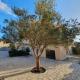 Olive garden Pag studio apartment, Pag - Foto 2