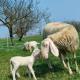 B&B Naturin - Eco Farm