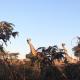 Leopards Hill, Lusaka family home in beautiful nature, Mwambula (foto 6)