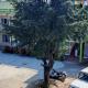 Aagan Homestays, Berināg - 写真 9