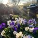 B&B De Pauw - Country Home Cooking, Graft (photo 3)