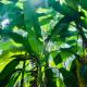 Arecapalm, Murud, Murud - Photo 8