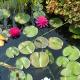 Koi House, Bezzecca (photo 5)