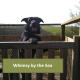 Coastal cabin, spectacular views, doorstep woodland walks, sea 5 mins, Pembrokeshire (fotografie 6)