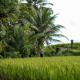 Hideaway Villas Bali - Ubud by Kanaan Hospitality - Photo 7