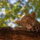 Msandile River Lodge, Kakumbi (foto 6)