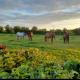 The Hollow, Tullow (foto 4)