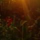 Marari Babu Homestay, マラリクラム - 写真 5