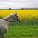 New Acre Pod, Angmering (zdjęcie 3)