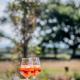 Barnhorn Glamping, Hooe (Foto 10)