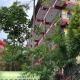 HOTEL FORESTWAY Hostel & Backpackers, Pókhara