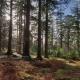 Calm & Cosy (sleeps up to 6) - Oakdene Forest Park Ferndown - Foto 6