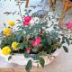 flower garden apartment