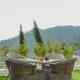 SaffronStays Summer Estate, Kasauli - Foto 4