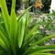 La Source Self Catering La Digue - Fotografie 4