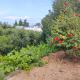 Stunning Villa with Pool, Table tennis, Table soccer and a Pool table, Naxxar (zdjęcie 6)