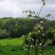 Orchard Cottage - Kent, Lyminge (foto 9)