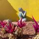 Casa del Sol - Ferienhaus Abades Teneriffa, Abades (fotografie 4)