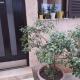 Apartman Zepina, Pula (zdjęcie 10)