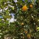 Under the Lemon Tree, La Caletta - Photo 9