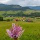 Bucovina mea, Breaza - 写真 6