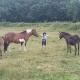 eco nature, gite à la ferme, Vendays-Montalivet (zdjęcie 8)