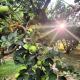 Villa Flamingo B&B, Castiglione di Cervia